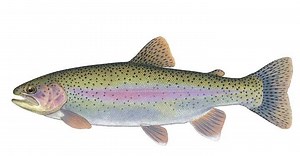 Rainbow trout - Alchetron, The Free Social Encyclopedia
