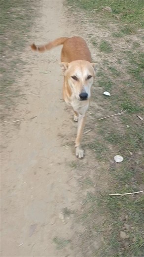 dog barking #labrador #funnydog #streetdog #shorts