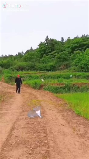 Lb og (@batomadoumbia1657)’s videos with son original - kaou♻️96💫🟢🟡🔴🐎