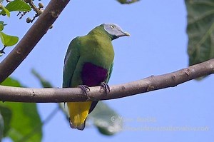 Grey headed fruit dove - Alchetron, The Free Social Encyclopedia