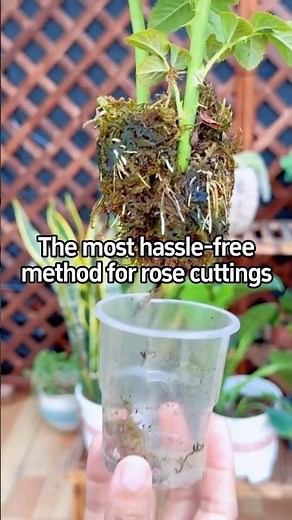 The most hassle-free method for rose cuttings