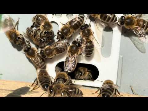 Mini plus Bienen Völker