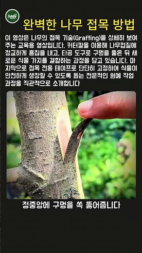 초보자도 쉽게 따라 하는 정교한 나무 접목 가이드