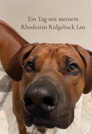 Ein Tag mit meinem Rhodesian Ridgeback Rüde Leo