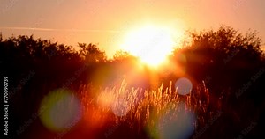 Sunset in the meadow. The sun's rays through the grass