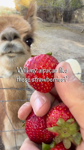Maybe I’m weird but I’m fascinated watching these alpacas chew. Strawberries were a hit! 🍓 Coming up celery, cabbage, and watermelon. Any other ideas? #alpacas #alpacafarm #familyfarm | Ever After Lavender
