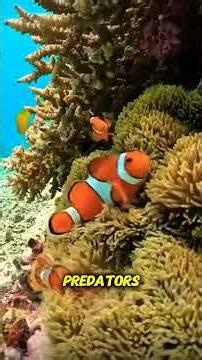 Dive into the Fin-tastic world of Clownfish!