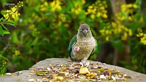 Videos For Cats - Relaxing Videos For Cats To Watch - CatTV Central