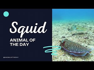 Squid -- Animal of the Day | Educational Animal Videos for Kids, Homeschoolers, and Teachers