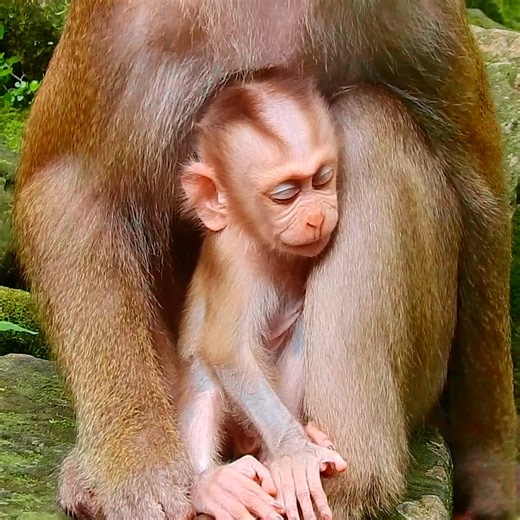 baby monkey asking mom for milk | Monkey TV Daily