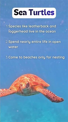 Different Types of Turtles Explained 🐢 | Aquatic, Land & Sea Turtles Care Guide #shortfeed #shorts