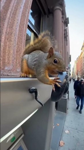 Squirrel Steals the Camera | Real CCTV Footage #ai #funny #mystery"