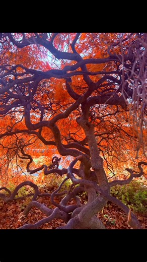 A magnificent Japanese Maple tree demonstrates its unparalleled beauty in the waning moments of the fall foliage season on Long Island. | Don Manchester