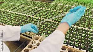 Plant research, close-up, hands, plant seedlings. Biologists genetic engineering specialists water soil samples, collect soil samples in test tube. Scientific experiment, new variety of vegetables