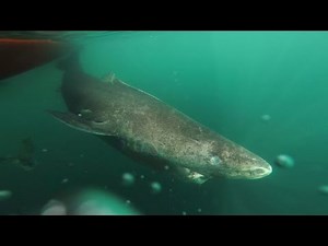 The Greenland shark can live to be 400 years old