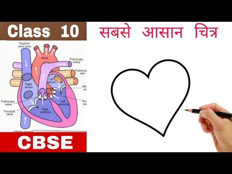 Heart symbol turns into Human Heart Diagram drawing class 10 CBSE #cbse #class10