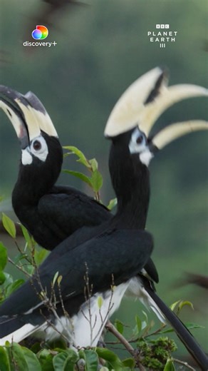 discovery+ India | The Earth speaks - and David Attenborough is its voice. Planet Earth III takes you deeper into the wild than ever before. Now streaming on... | Instagram