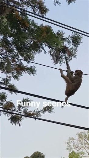 Monkey mejic funny scenes #funnyanimal #zoo #youtube