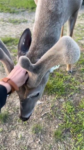 Growing antlers and soaking up attention 🦌✨