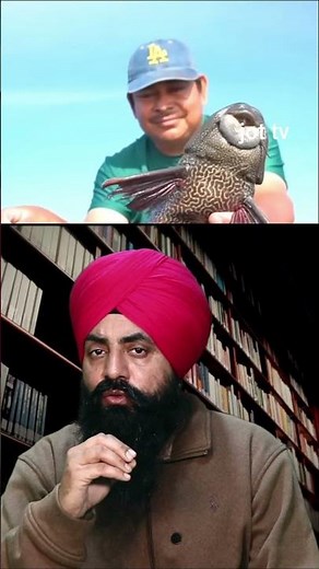 "The Amazing Sucker Fish: Nature's Most Fascinating Creature?