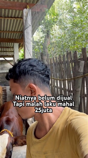 I didn't intend to sell it, but it sold for a high price #cow