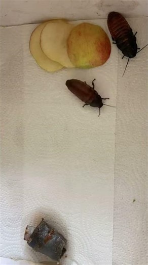 Cockroach Investigation - Do they prefer fat and protein (salmon) or carbs and sugar (apple)?