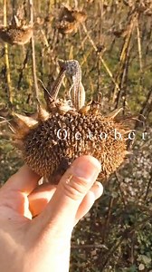 2K views | In TCM, autumn is a time for letting go and slowing down. Adding gentle breathing exercises, warm, comforting foods, or peaceful walks in nature can help keep us balanced as the air cools. Here’s a glimpse of what the beginning of my autumn looked like  | The Facial Cupping Expert | Facebook