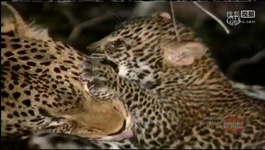 Zoboomafoo - Messy and Clean