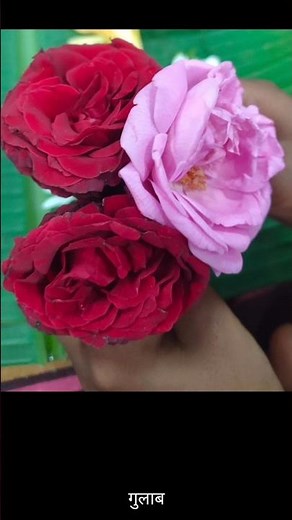 Different types of flowers #gardening #flowers #beautifulnature