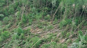 92K views · 775 reactions | Straight line wind damage in Camden, NY. Top of Skinner settlement rd to Wolcott Hill rd. From Brian Bowman. | Bill Kardas | Facebook