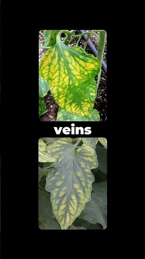 How to Identify and Fix Magnesium Deficiency in Plants #shorts