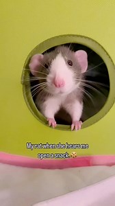 25K views · 1.5K reactions | Ohhhh Princess!!! Sometimes my #rats...