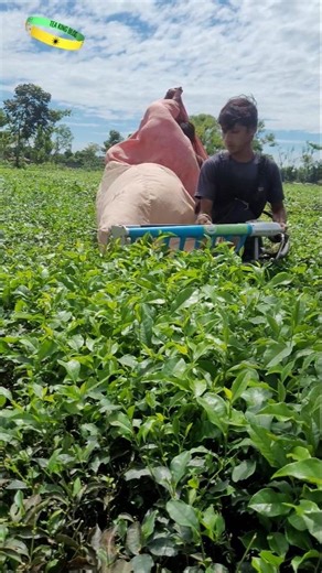 tea leaf plucking machine | tea cutting machine #farming #cuttingmachine #shortvideo