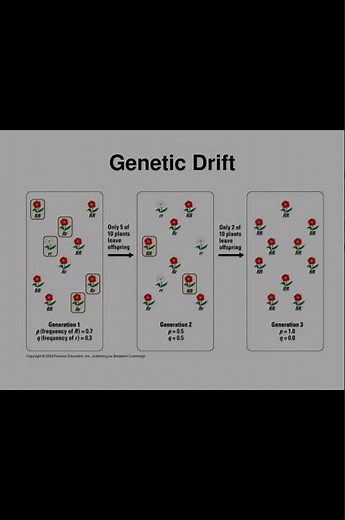 How Genetic Drift Changed the concept of evolution | Important Concept for evolution #neetbiology