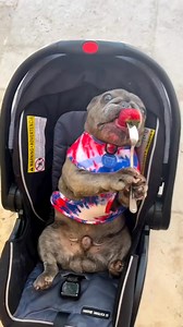 Sound on♥️ | French Bulldog