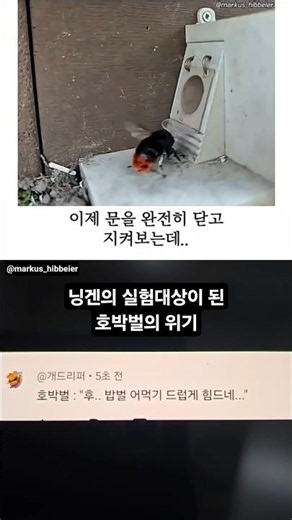 닝겐의 실험대상이 되어버린 호박벌의 위기 #SHORTS