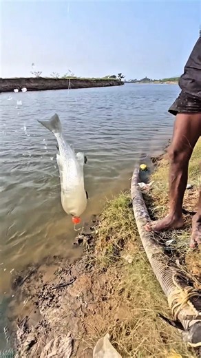 local bottle fishing video #shorts ‪@AdiFishman‬ ‪@RAWWFishing‬ ‪@Banglaamar195‬
