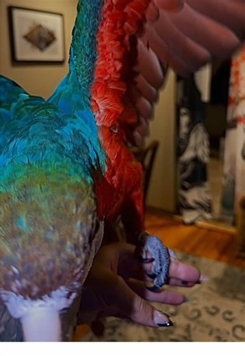 Winter-Spring Parrot Recall Training Tips