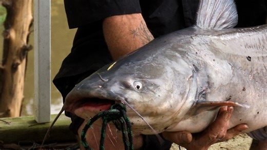 Big change takes effect statewide in Kansas for blue catfish