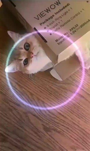 sleepy kitten #meetmypet #catsoftiktok #kitten #kitten #fyp #walkingonadream #cute