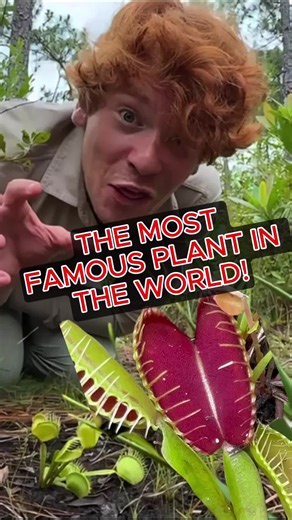 👀 Ever seen a Venus flytrap in the WILD? 🌱✨ Come explore the only place on Earth they grow naturally! #VenusFlytrap #CarnivorousPlant #NatureTok #PlantTok #WilmingtonNC