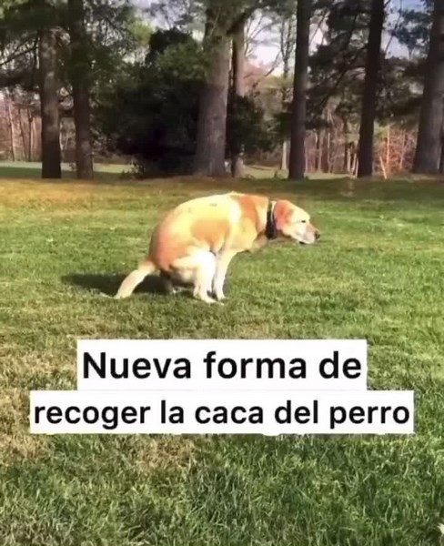 Formas de Levantar Caca de Perro: ¡Diviértete mientras lo haces!