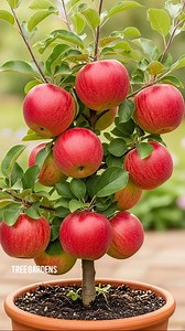 Great idea for growing apple trees to produce lots of fruit.#apples #fruit #grow | Tree Gardens