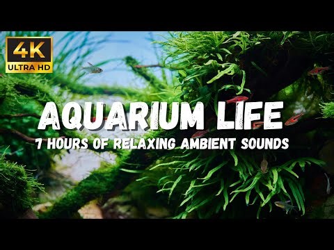 4K Underwater ASMR: The Perfect Aquarium Relaxation video to help you Sleep