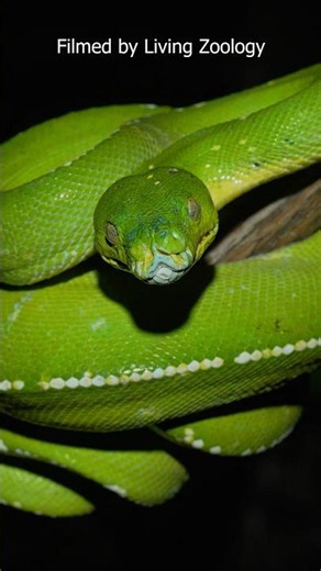 Brilliant Green Python From The Land Down Under