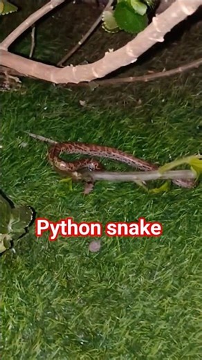 Baby python snake| #shorts #funtime #behindthescenes #snake