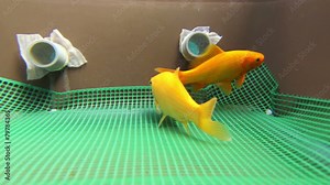 Aquarium fish swim underwater, Comet Goldfish Carassius auratus