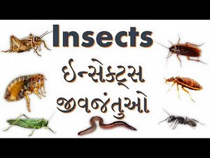 જીવજંતુઓના નામ અને ચિત્રો । Insects Name With Pictures | Insects Name In English To Gujarati