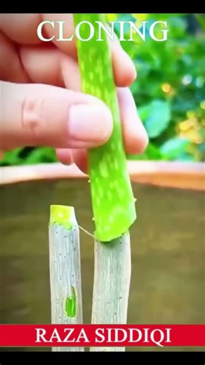 #CLONE A PLANT | CLONE Your Favorite Plants | Simple Propagation Technique | SHORT