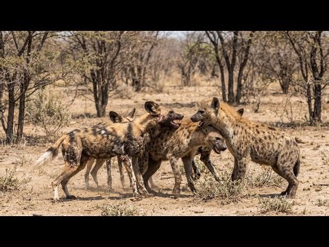 Hyena vs African Wild Dogs | Fight for Survival